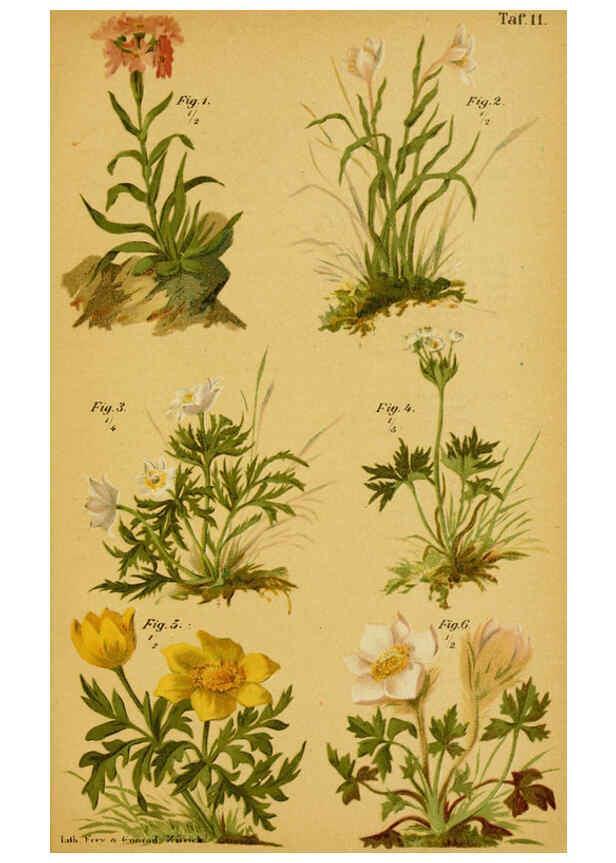Reproducción/Reproduction 6358102333: Taschenflora des Alpen-Wanderers Zürich :A. Raustein,[1899?] 