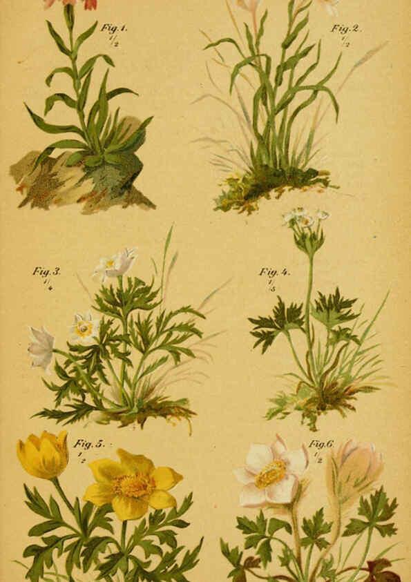 Reproducción/Reproduction 6358102333: Taschenflora des Alpen-Wanderers Zürich :A. Raustein,[1899?] 