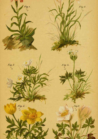 Reproducción/Reproduction 6358102333: Taschenflora des Alpen-Wanderers Zürich :A. Raustein,[1899?] 