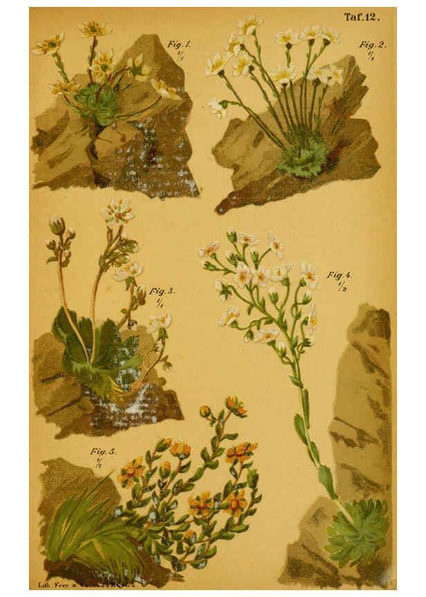 Reproducción/Reproduction 6358102585: Taschenflora des Alpen-Wanderers Zürich :A. Raustein,[1899?] 