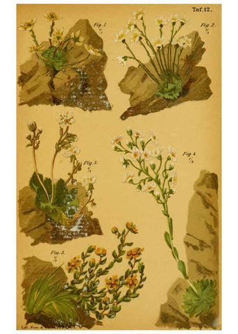 Reproducción/Reproduction 6358102585: Taschenflora des Alpen-Wanderers Zürich :A. Raustein,[1899?] 