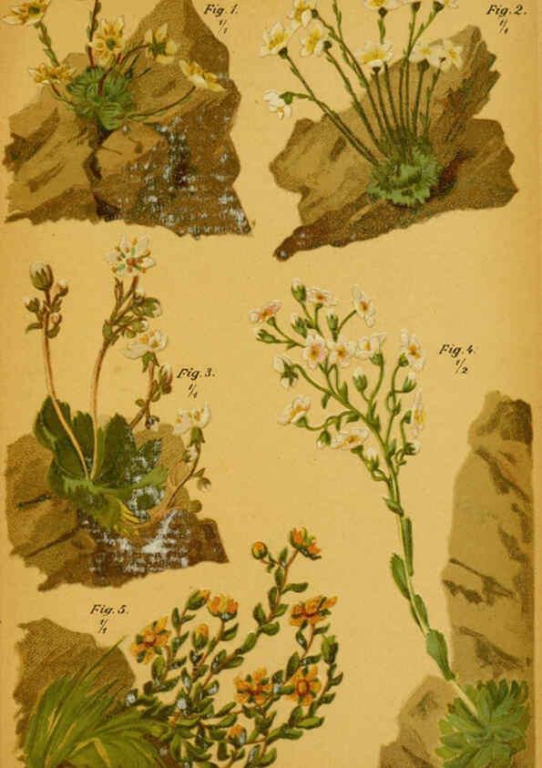 Reproducción/Reproduction 6358102585: Taschenflora des Alpen-Wanderers Zürich :A. Raustein,[1899?] 