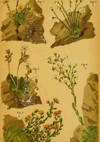 Reproducción/Reproduction 6358102585: Taschenflora des Alpen-Wanderers Zürich :A. Raustein,[1899?] 