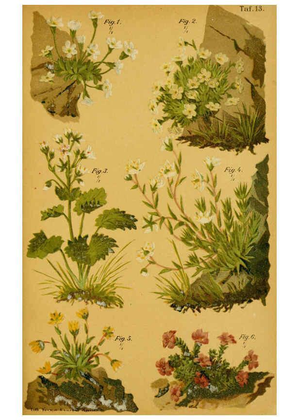 Reproducción/Reproduction 6358102835: Taschenflora des Alpen-Wanderers Zürich :A. Raustein,[1899?] 