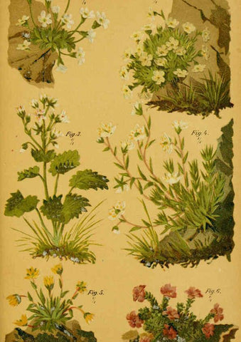Reproducción/Reproduction 6358102835: Taschenflora des Alpen-Wanderers Zürich :A. Raustein,[1899?] 