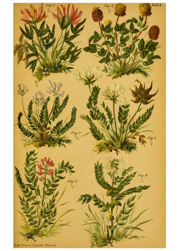 Reproducción/Reproduction 6358103075: Taschenflora des Alpen-Wanderers Zürich :A. Raustein,[1899?] 