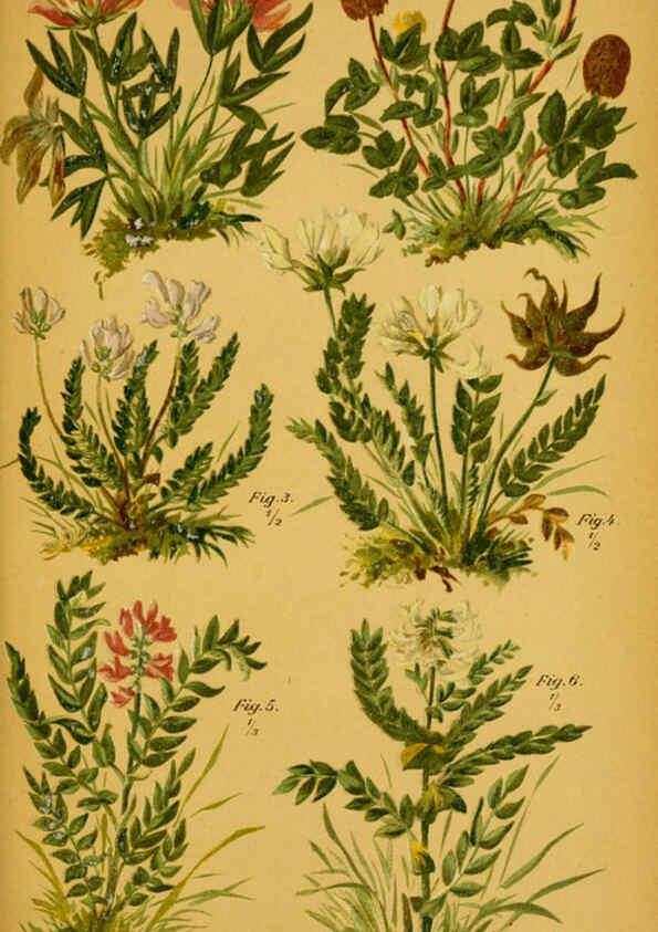 Reproducción/Reproduction 6358103075: Taschenflora des Alpen-Wanderers Zürich :A. Raustein,[1899?] 