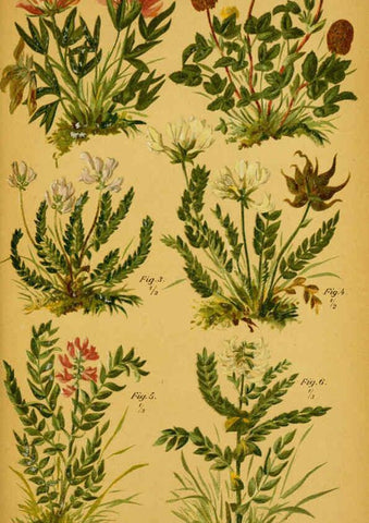 Reproducción/Reproduction 6358103075: Taschenflora des Alpen-Wanderers Zürich :A. Raustein,[1899?] 