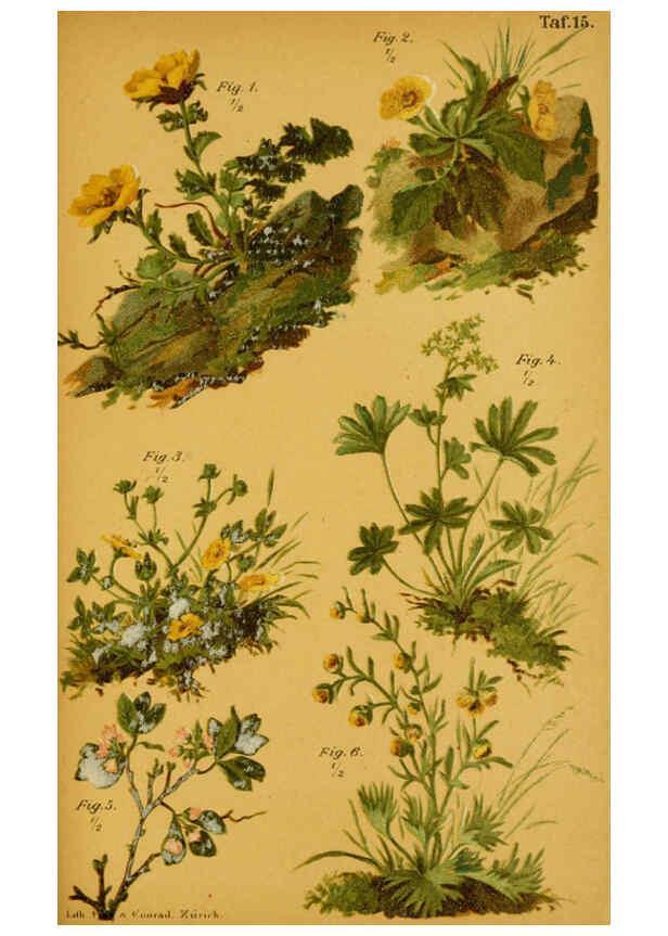 Reproducción/Reproduction 6358103305: Taschenflora des Alpen-Wanderers Zürich :A. Raustein,[1899?] 