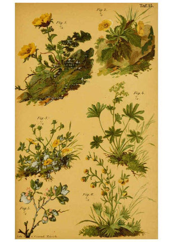 Reproducción/Reproduction 6358103305: Taschenflora des Alpen-Wanderers Zürich :A. Raustein,[1899?] 