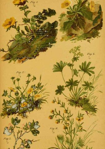 Reproducción/Reproduction 6358103305: Taschenflora des Alpen-Wanderers Zürich :A. Raustein,[1899?] 