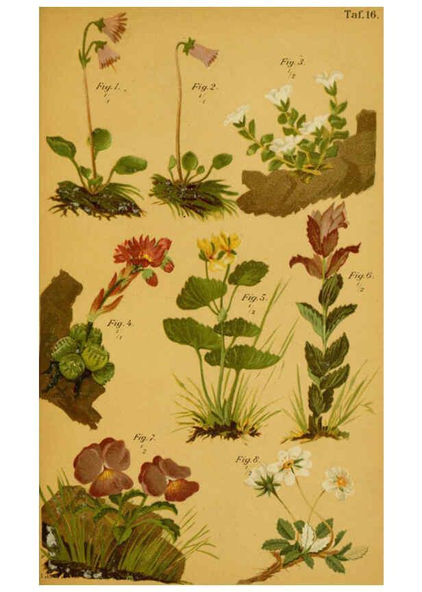 Reproducción/Reproduction 6358103711: Taschenflora des Alpen-Wanderers Zürich :A. Raustein,[1899?] 