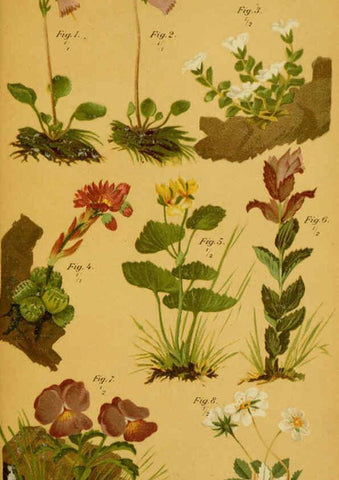 Reproducción/Reproduction 6358103711: Taschenflora des Alpen-Wanderers Zürich :A. Raustein,[1899?] 