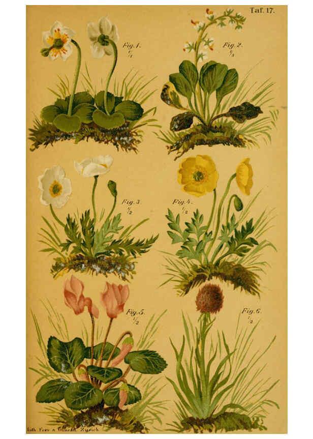 Reproducción/Reproduction 6358103899: Taschenflora des Alpen-Wanderers Zürich :A. Raustein,[1899?] 