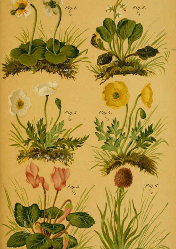 Reproducción/Reproduction 6358103899: Taschenflora des Alpen-Wanderers Zürich :A. Raustein,[1899?] 