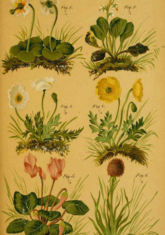 Reproducción/Reproduction 6358103899: Taschenflora des Alpen-Wanderers Zürich :A. Raustein,[1899?] 