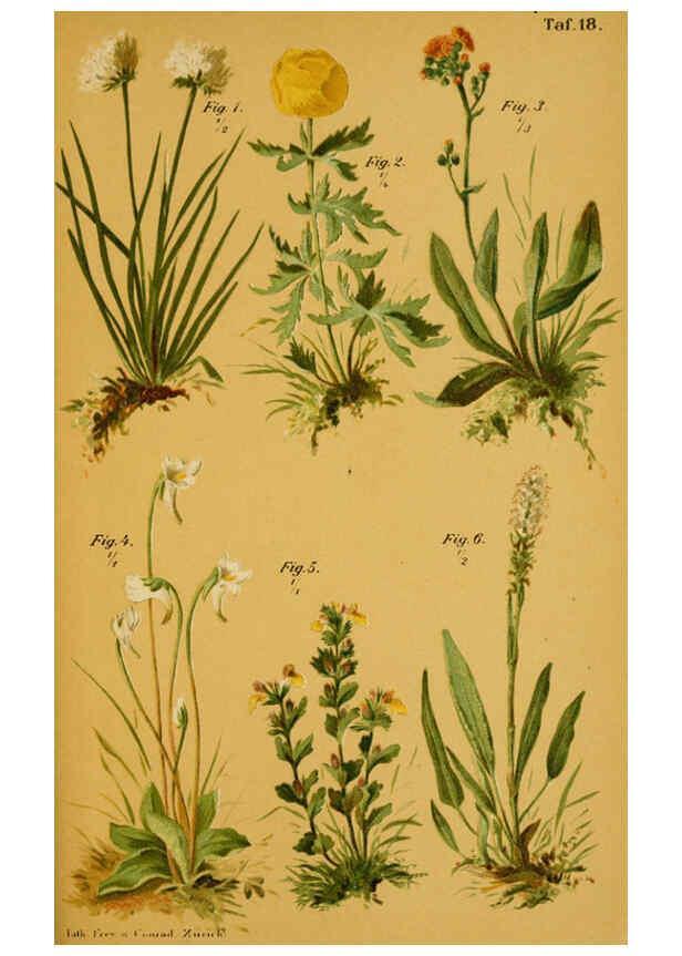 Reproducción/Reproduction 6358104119: Taschenflora des Alpen-Wanderers Zürich :A. Raustein,[1899?] 