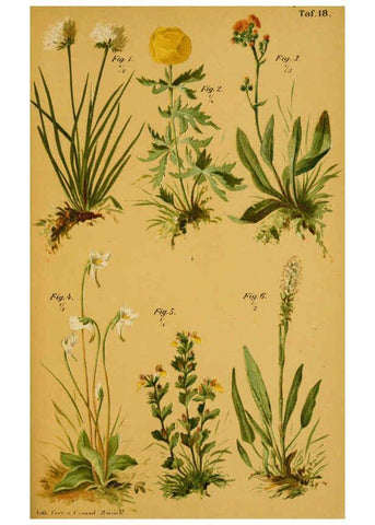 Reproducción/Reproduction 6358104119: Taschenflora des Alpen-Wanderers Zürich :A. Raustein,[1899?] 