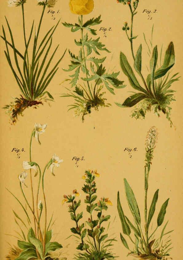 Reproducción/Reproduction 6358104119: Taschenflora des Alpen-Wanderers Zürich :A. Raustein,[1899?] 
