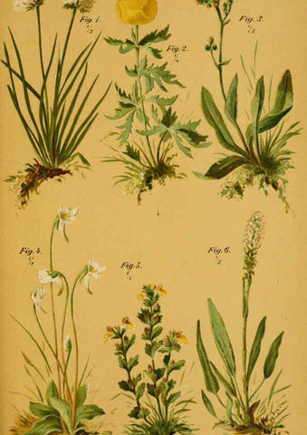 Reproducción/Reproduction 6358104119: Taschenflora des Alpen-Wanderers Zürich :A. Raustein,[1899?] 