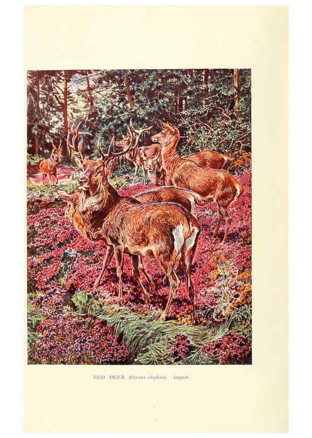 Reproducción/Reproduction 6358177545: British mammals...by Sir Harry Johnston. London,Hutchinson,1903