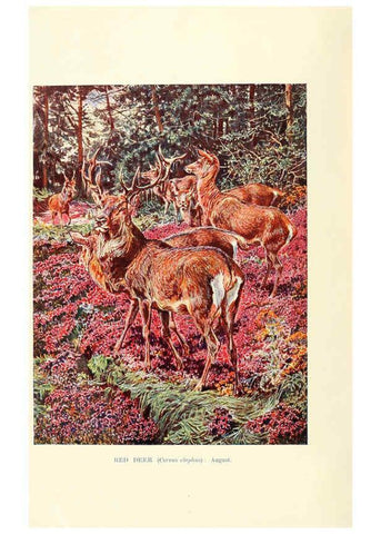 Reproducción/Reproduction 6358177545: British mammals...by Sir Harry Johnston. London,Hutchinson,1903