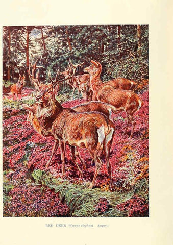 Reproducción/Reproduction 6358177545: British mammals...by Sir Harry Johnston. London,Hutchinson,1903