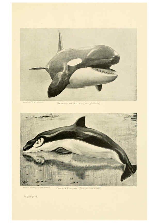 Reproducción/Reproduction 6358177957: British mammals...by Sir Harry Johnston. London,Hutchinson,1903