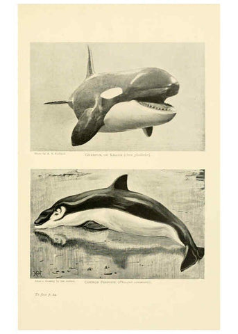 Reproducción/Reproduction 6358177957: British mammals...by Sir Harry Johnston. London,Hutchinson,1903