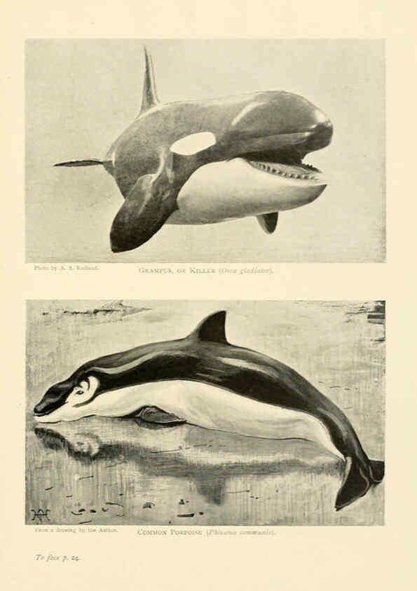 Reproducción/Reproduction 6358177957: British mammals...by Sir Harry Johnston. London,Hutchinson,1903