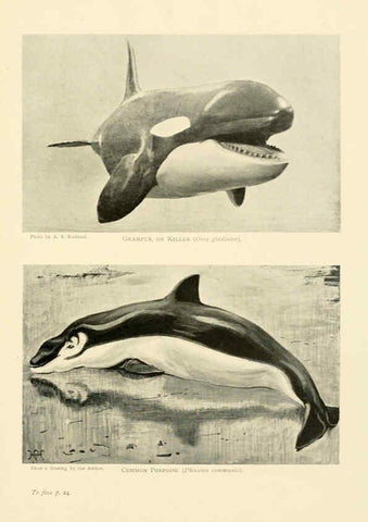 Reproducción/Reproduction 6358177957: British mammals...by Sir Harry Johnston. London,Hutchinson,1903