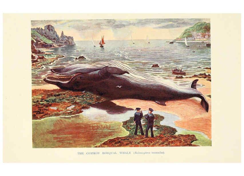 Reproducción/Reproduction 6358178351: British mammals...by Sir Harry Johnston. London,Hutchinson,1903