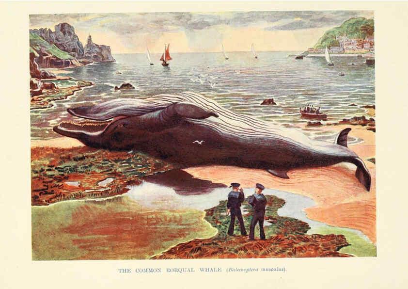 Reproducción/Reproduction 6358178351: British mammals...by Sir Harry Johnston. London,Hutchinson,1903