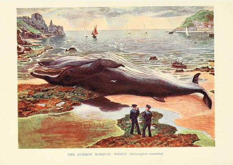 Reproducción/Reproduction 6358178351: British mammals...by Sir Harry Johnston. London,Hutchinson,1903