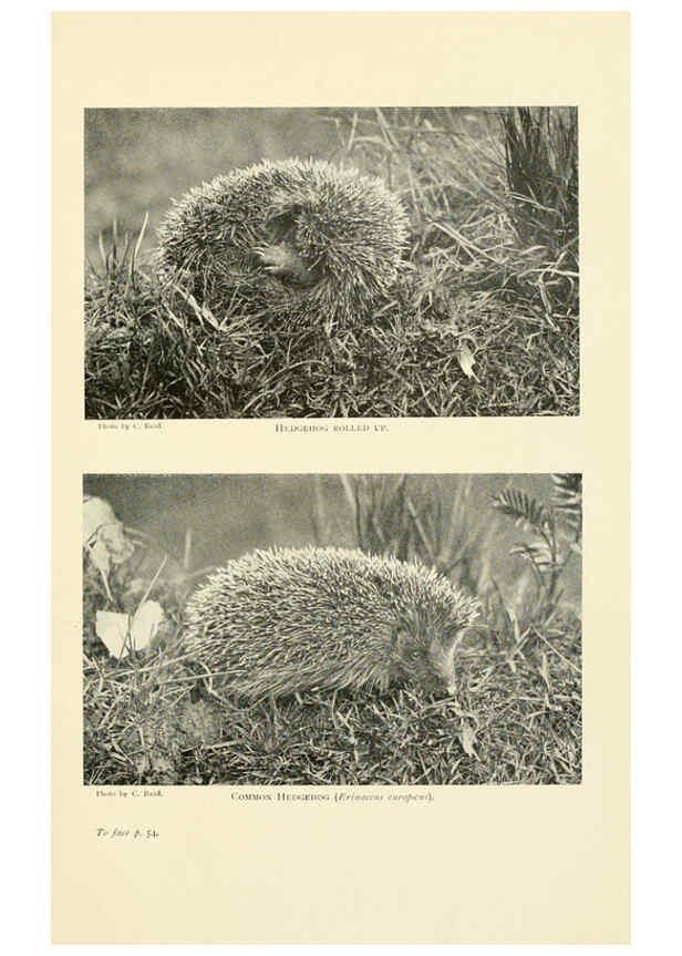 Reproducción/Reproduction 6358178693: British mammals...by Sir Harry Johnston. London,Hutchinson,1903