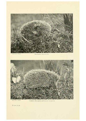 Reproducción/Reproduction 6358178693: British mammals...by Sir Harry Johnston. London,Hutchinson,1903
