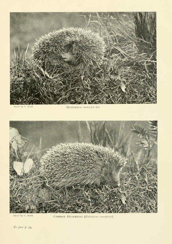 Reproducción/Reproduction 6358178693: British mammals...by Sir Harry Johnston. London,Hutchinson,1903