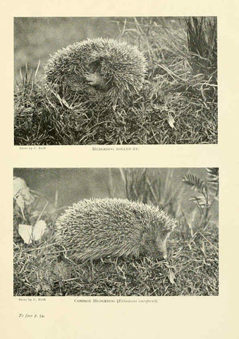 Reproducción/Reproduction 6358178693: British mammals...by Sir Harry Johnston. London,Hutchinson,1903