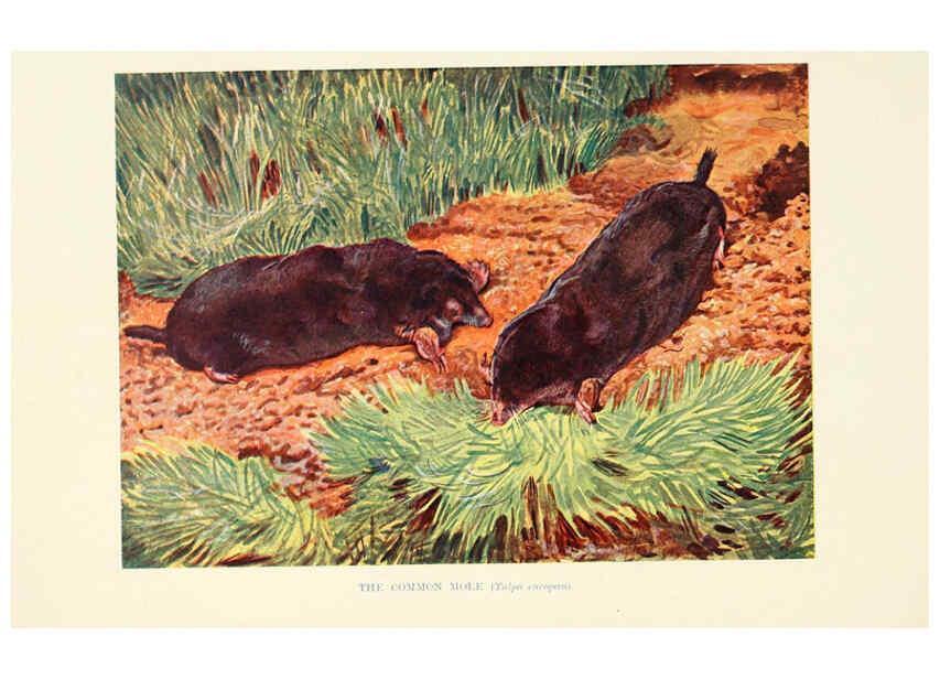 Reproducción/Reproduction 6358178997: British mammals...by Sir Harry Johnston. London,Hutchinson,1903