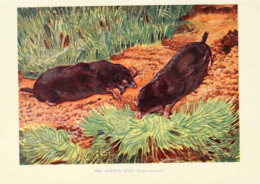 Reproducción/Reproduction 6358178997: British mammals...by Sir Harry Johnston. London,Hutchinson,1903