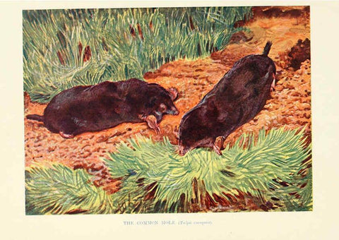 Reproducción/Reproduction 6358178997: British mammals...by Sir Harry Johnston. London,Hutchinson,1903