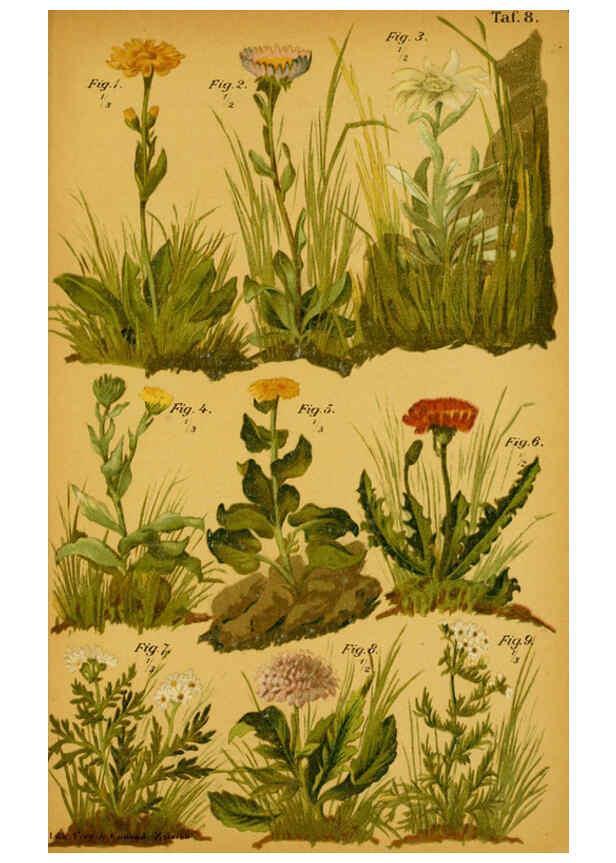 Reproducción/Reproduction 6358101643: Taschenflora des Alpen-Wanderers Zürich :A. Raustein,[1899?] 