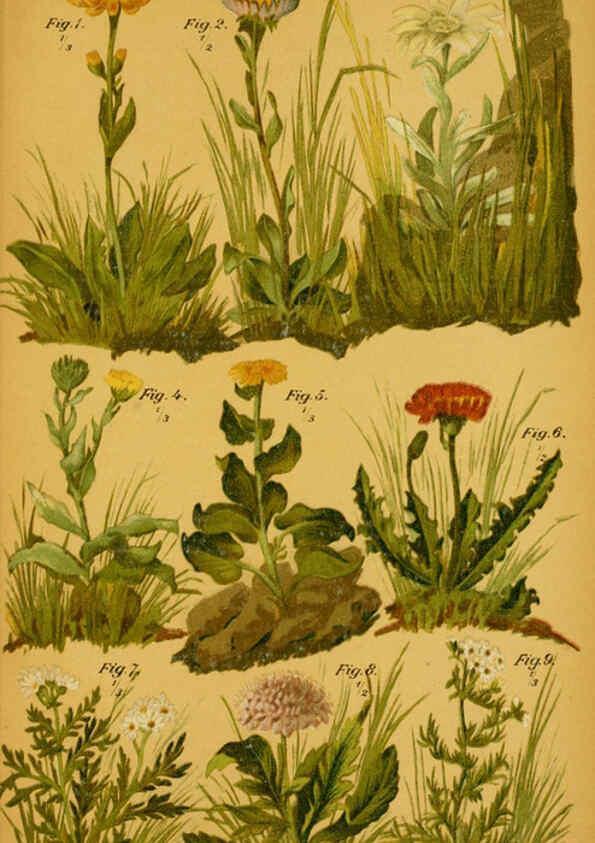 Reproducción/Reproduction 6358101643: Taschenflora des Alpen-Wanderers Zürich :A. Raustein,[1899?] 