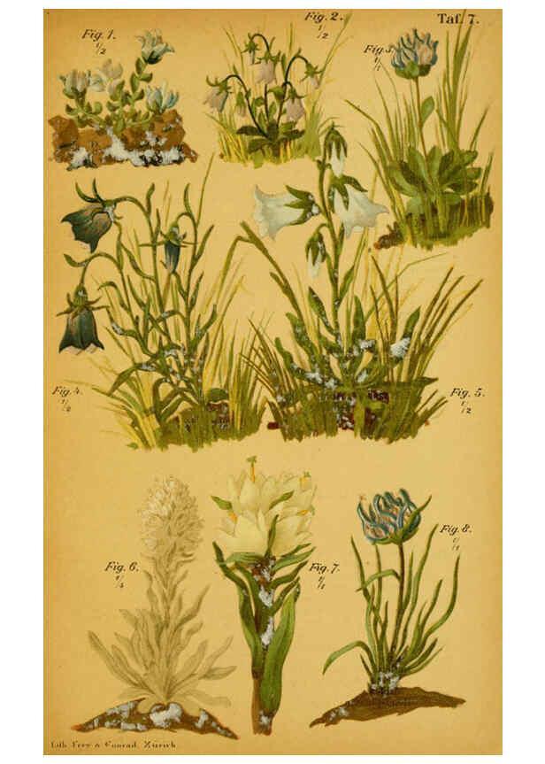 Reproducción/Reproduction 6358101369: Taschenflora des Alpen-Wanderers Zürich :A. Raustein,[1899?] 