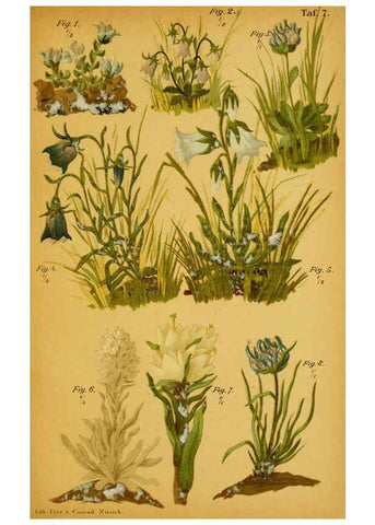 Reproducción/Reproduction 6358101369: Taschenflora des Alpen-Wanderers Zürich :A. Raustein,[1899?] 