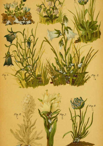 Reproducción/Reproduction 6358101369: Taschenflora des Alpen-Wanderers Zürich :A. Raustein,[1899?] 