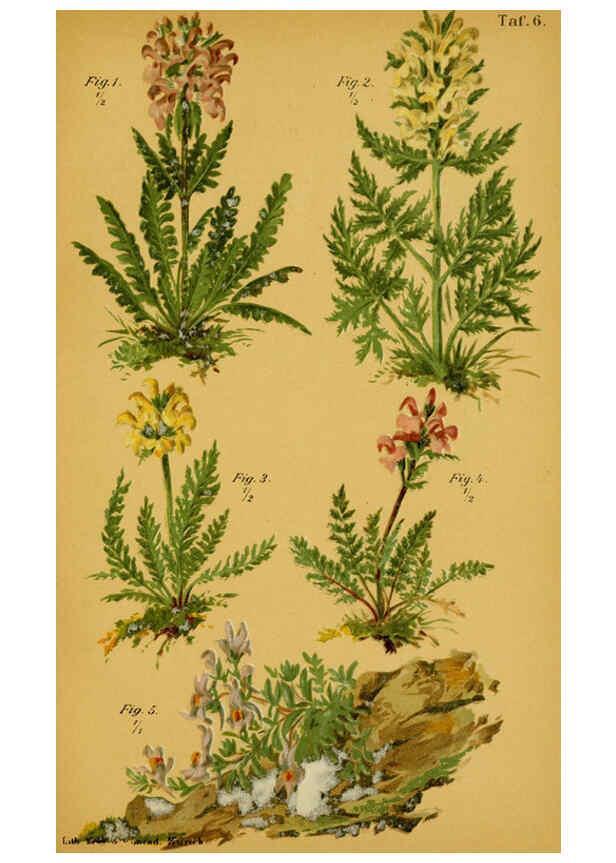 Reproducción/Reproduction 6358101151: Taschenflora des Alpen-Wanderers Zürich :A. Raustein,[1899?] 