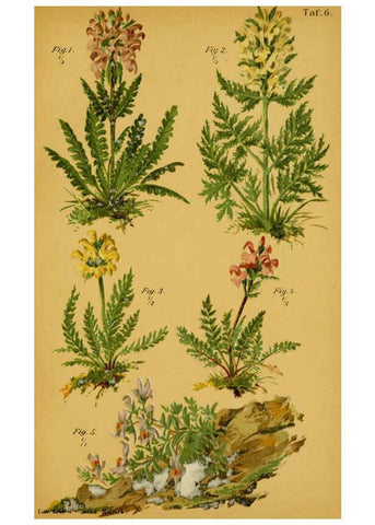 Reproducción/Reproduction 6358101151: Taschenflora des Alpen-Wanderers Zürich :A. Raustein,[1899?] 