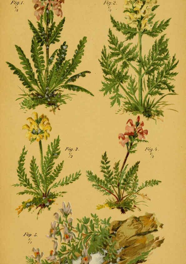 Reproducción/Reproduction 6358101151: Taschenflora des Alpen-Wanderers Zürich :A. Raustein,[1899?] 