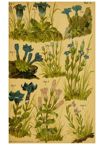 Reproducción/Reproduction 6358100927: Taschenflora des Alpen-Wanderers Zürich :A. Raustein,[1899?] 